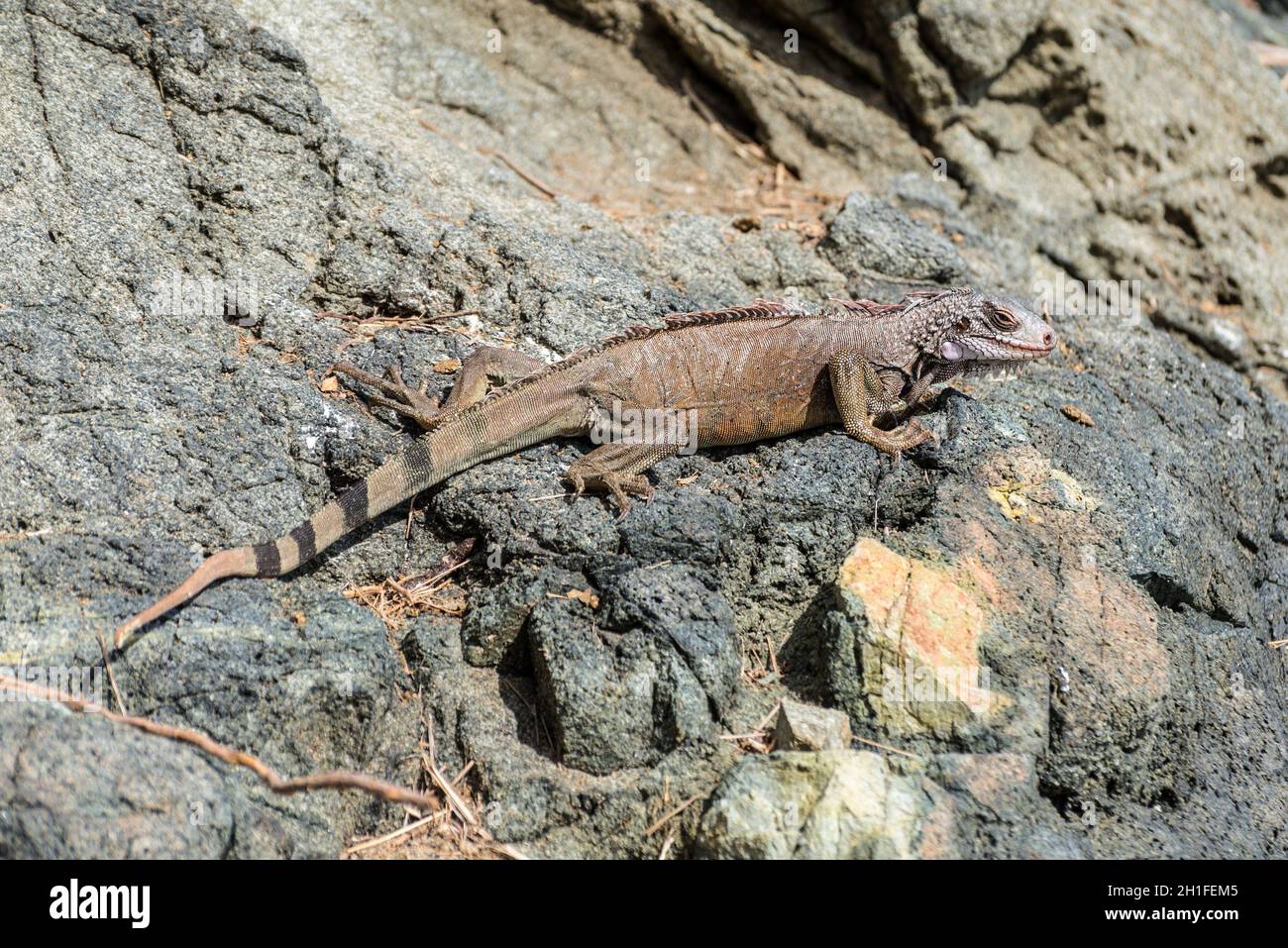 Iguana verde sulle rocce di San Tommaso, Isole Vergini statunitensi Foto Stock