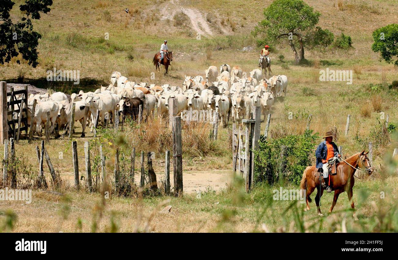 pau brasile, bahia / brasile - 15 aprile 2012: Allevamento di bovini è visto in fattoria nella campagna di Pau Brasile. *** Local Caption *** . Foto Stock