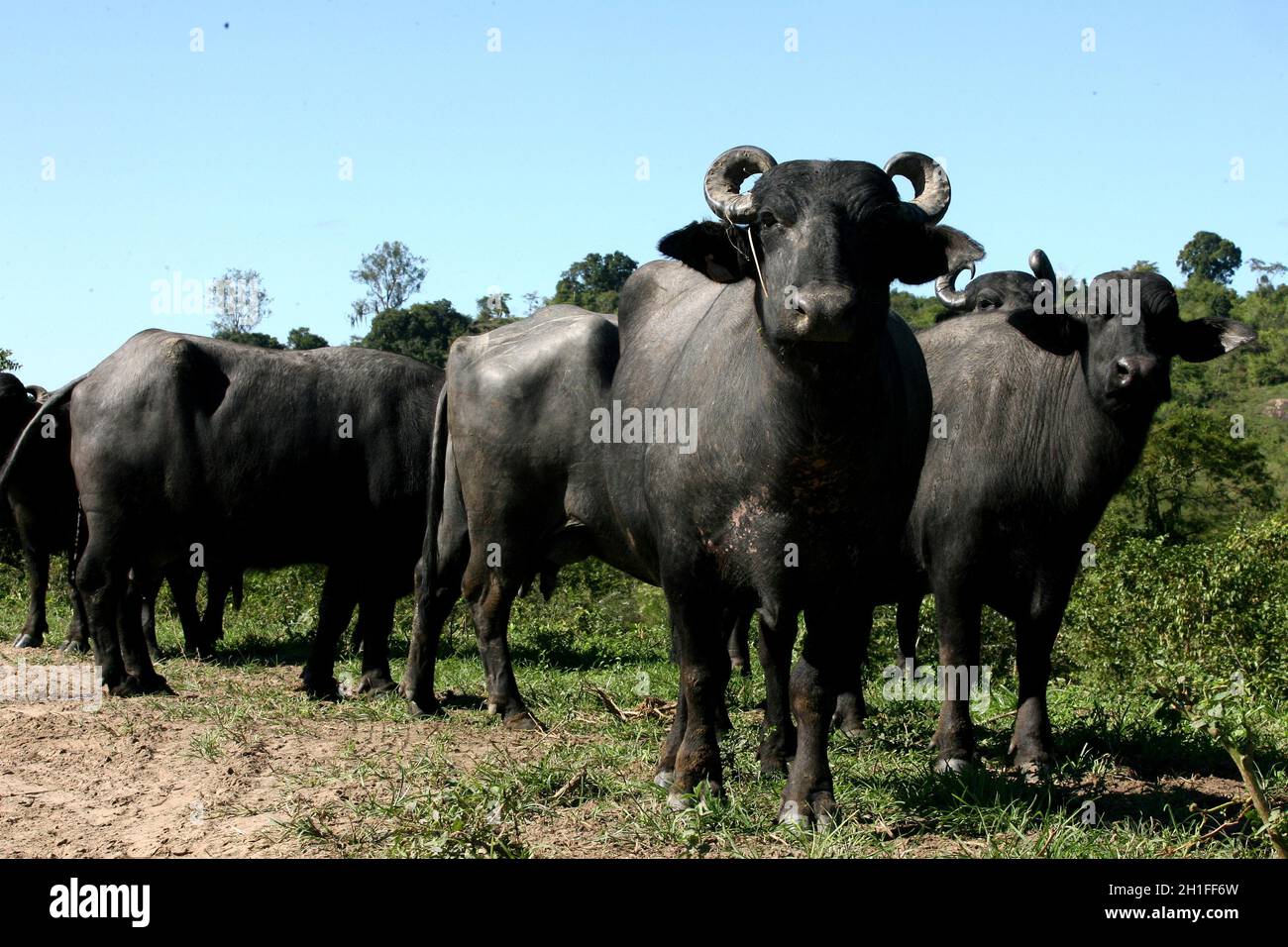 barra do rocha, bahia / brasile - 10 agosto 2011: Allevamento di bufali in una fattoria nel comune di barra do Rocha. *** Local Caption *** . Foto Stock