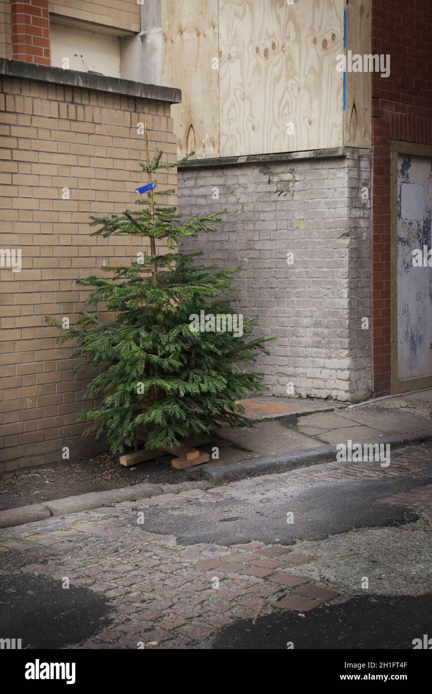 Scartare il vecchio albero di Natale Foto Stock