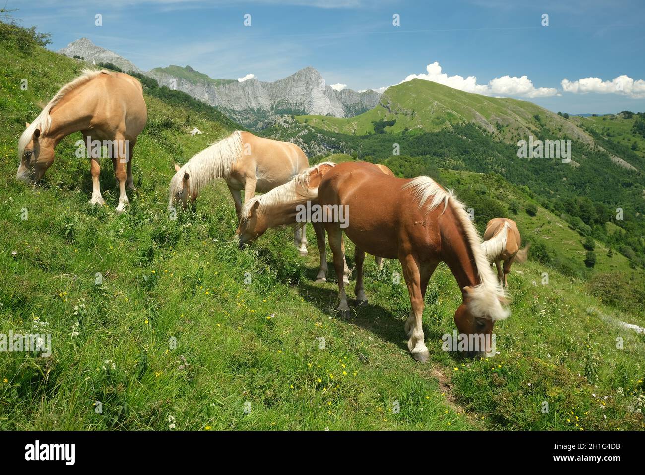 Cavalli al pascolo nelle montagne della Toscana. Sul Monte Matanna, nelle Alpi Apuane, i cavalli selvatici pascolano liberamente. Foto di scorta. Italia. Foto Stock