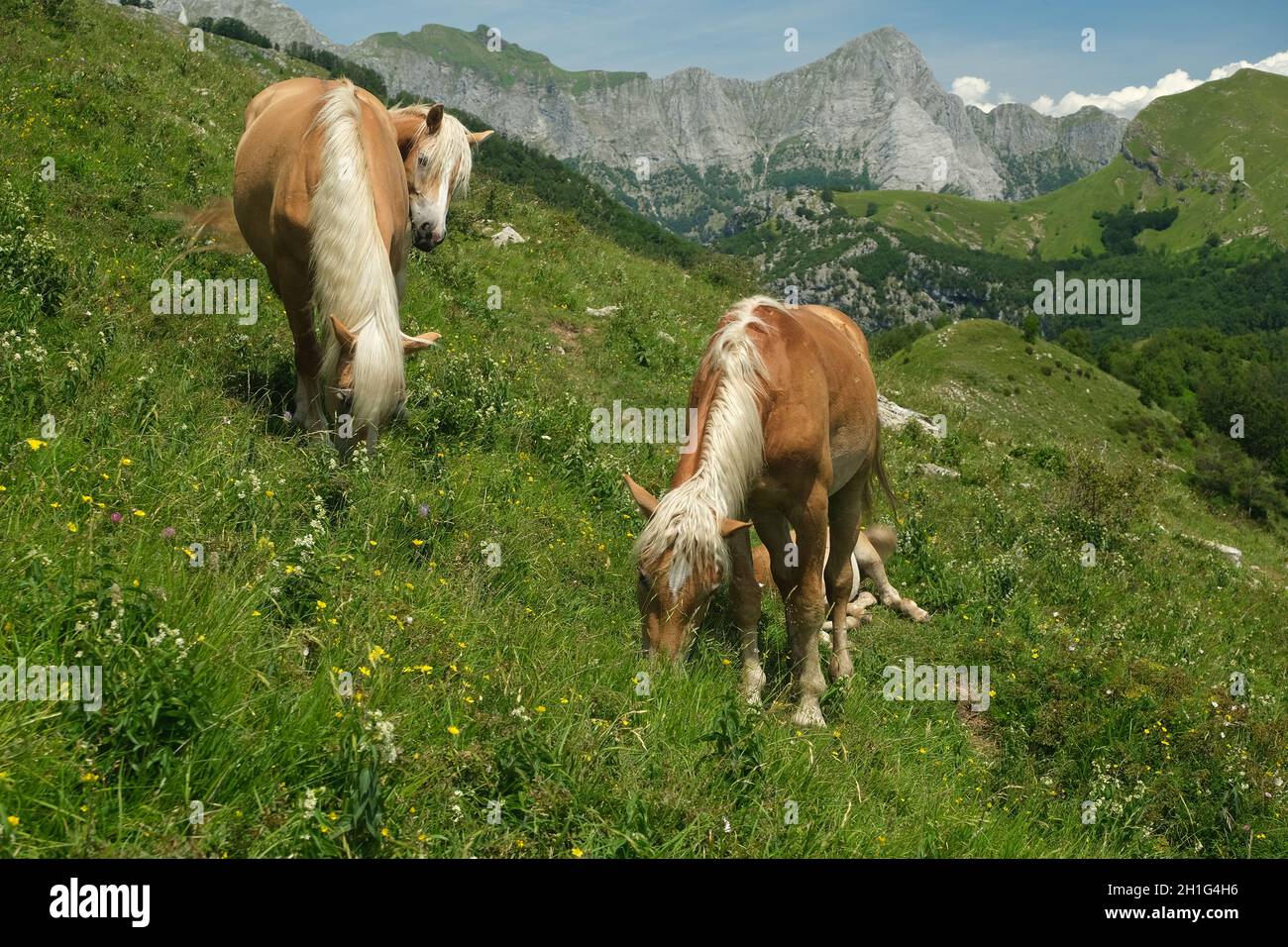 Cavalli al pascolo nelle montagne della Toscana. Sul Monte Matanna, nelle Alpi Apuane, i cavalli selvatici pascolano liberamente. Foto di scorta. Italia. Foto Stock