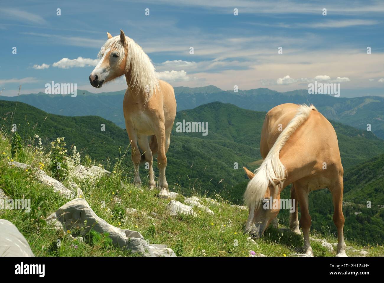 Cavalli al pascolo nelle montagne della Toscana. Sul Monte Matanna, nelle Alpi Apuane, i cavalli selvatici pascolano liberamente. Foto di scorta. Italia. Foto Stock