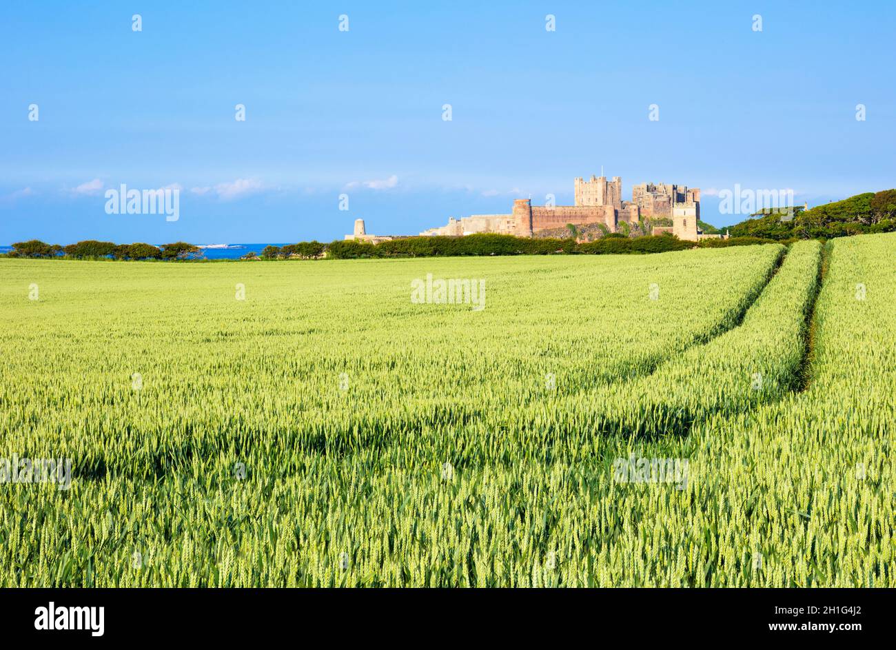 Castello di Bambburgh Northumberland Bambburgh Inghilterra guardando attraverso un campo di grano a Bambburgh Castello di Bambburgh Villaggio Northumberland Inghilterra GB Europe Foto Stock