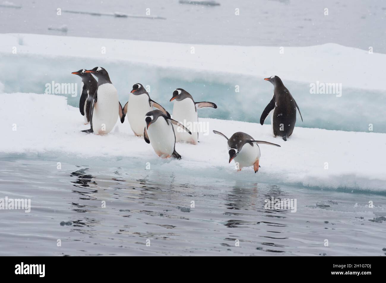 I pinguini di Gentoo saltano all'acqua dal ghiaccio Foto Stock