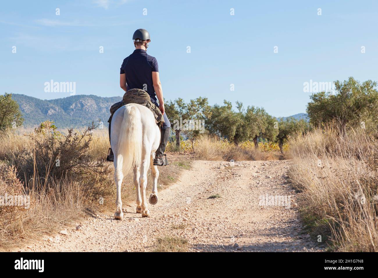 Un pilota impercettibile, maschio caucasico, visto dalla schiena, è montato sul suo cavallo bianco e cavalcando attraverso un campo lungo una strada. Foto Stock
