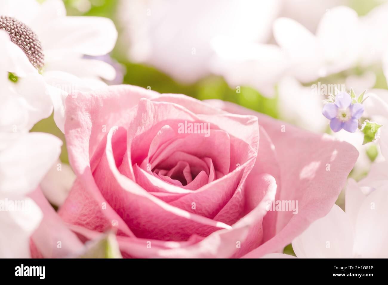 Astratto morbido sfondo di fiori rosa dolce da fiori di rosa e margherita Foto Stock