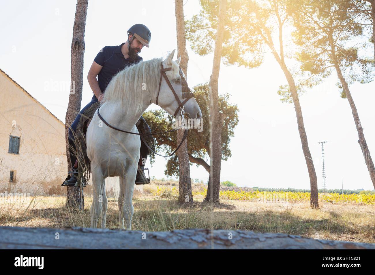 Un cavaliere, un uomo caucasico con una barba, sta cavalcando il suo cavallo bianco, che sta mangiando erbe, davanti ad una vecchia casa e vicino ai tronchi di alcuni alberi Foto Stock