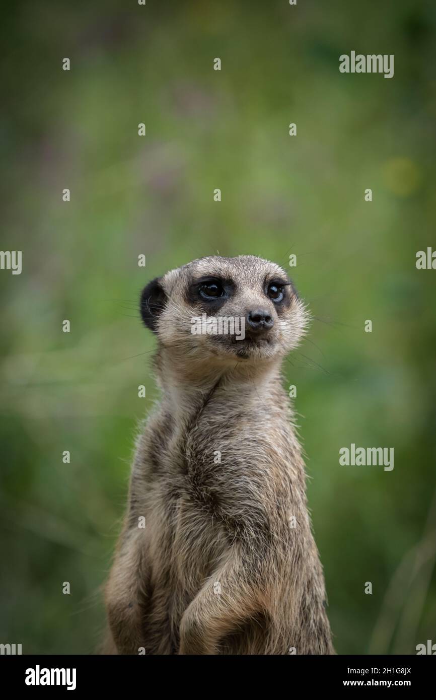 Un bel primo piano di meerkat che si sta posando davanti alla fotocamera, spazio di copia Foto Stock