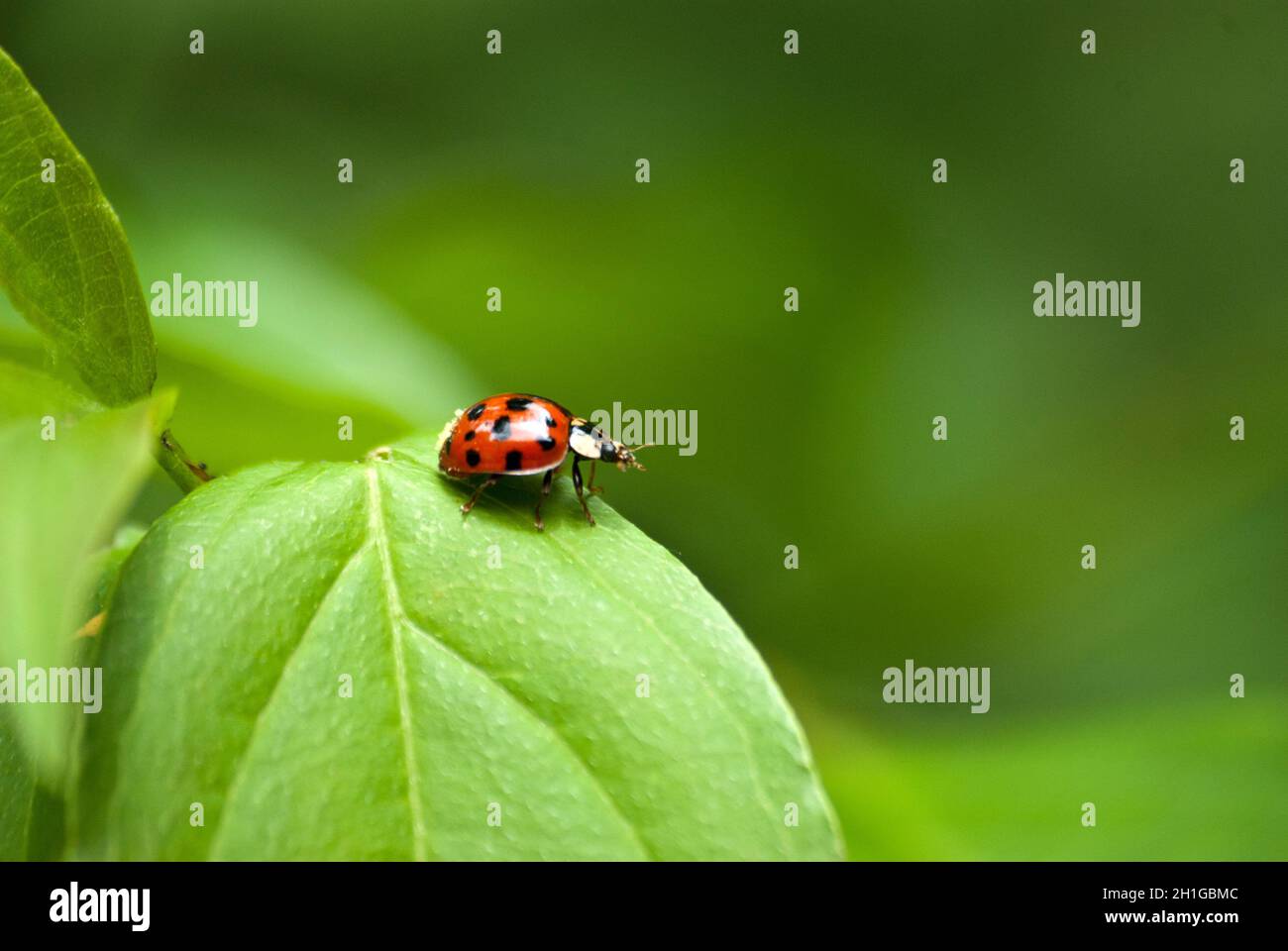 Ladybug Close Up on Green Leaf Foto Stock