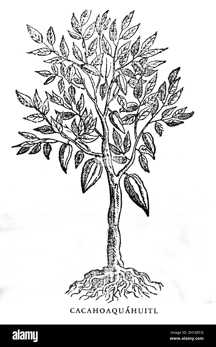 Cacao o albero di cacao 18 ° secolo incisione a Historia Plantarum Novae Hispaniae di Francisco Hernandez. Rpred. Museo dell'America; Madrid; Spagna Foto Stock