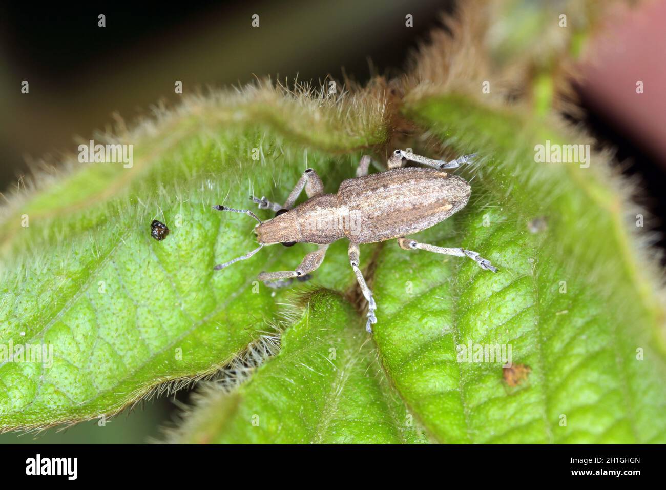 Sitona griseus è una specie di cocculionidae, appartenente alla famiglia delle Cactaceae. Beetle su pianta di soia. Foto Stock