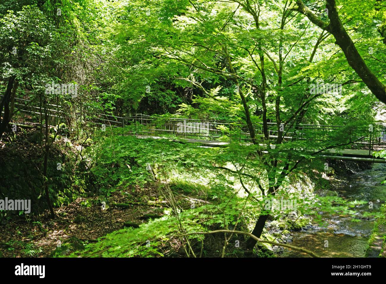 Splendida foresta verde e luminosa nella campagna giapponese Foto Stock