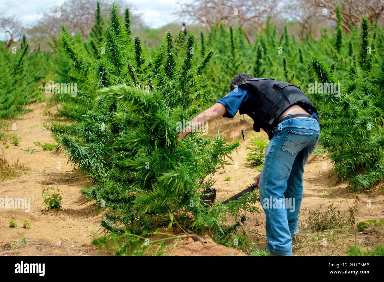 Jacobina, bahia / brasile - 5 dicembre 2014: Ufficiale di polizia civile da Bahia è visto durante un'operazione di eradicazione della piantagione di marijuana nella città o Foto Stock