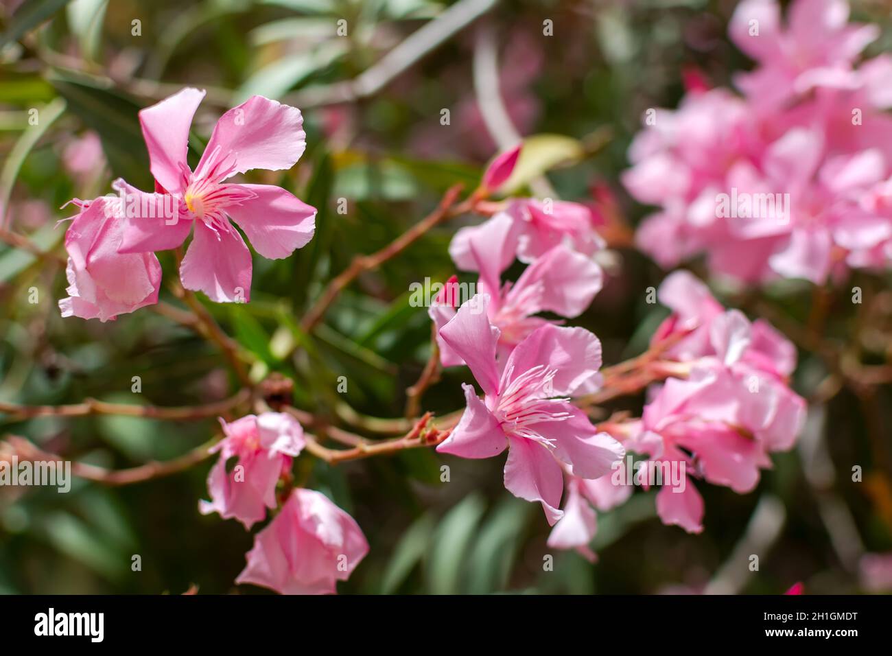 Rosa vibranti Nerium oleander fiore naturale contro lo sfondo di colore verde. Romance flower card. Luminose sfondo naturale. Foto Stock