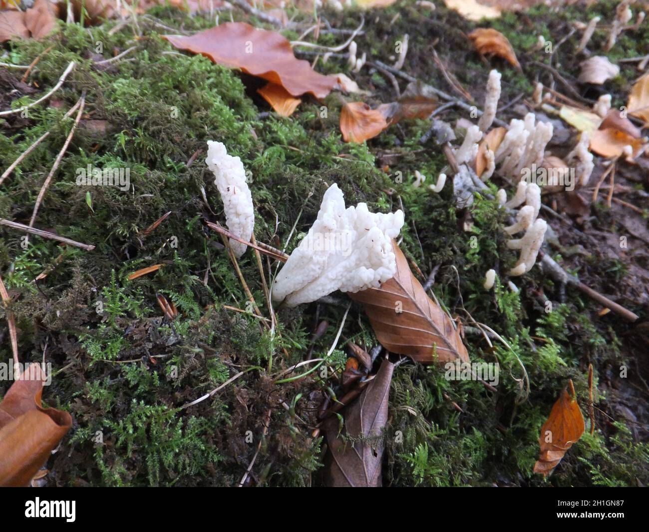 Fungo rugoso club, 'clavulina rugosa', corpi fruttanti rugosi bianchi, boschi a foglia larga o conifere.Priddy, Mendip Hills, Somerset.UK Foto Stock