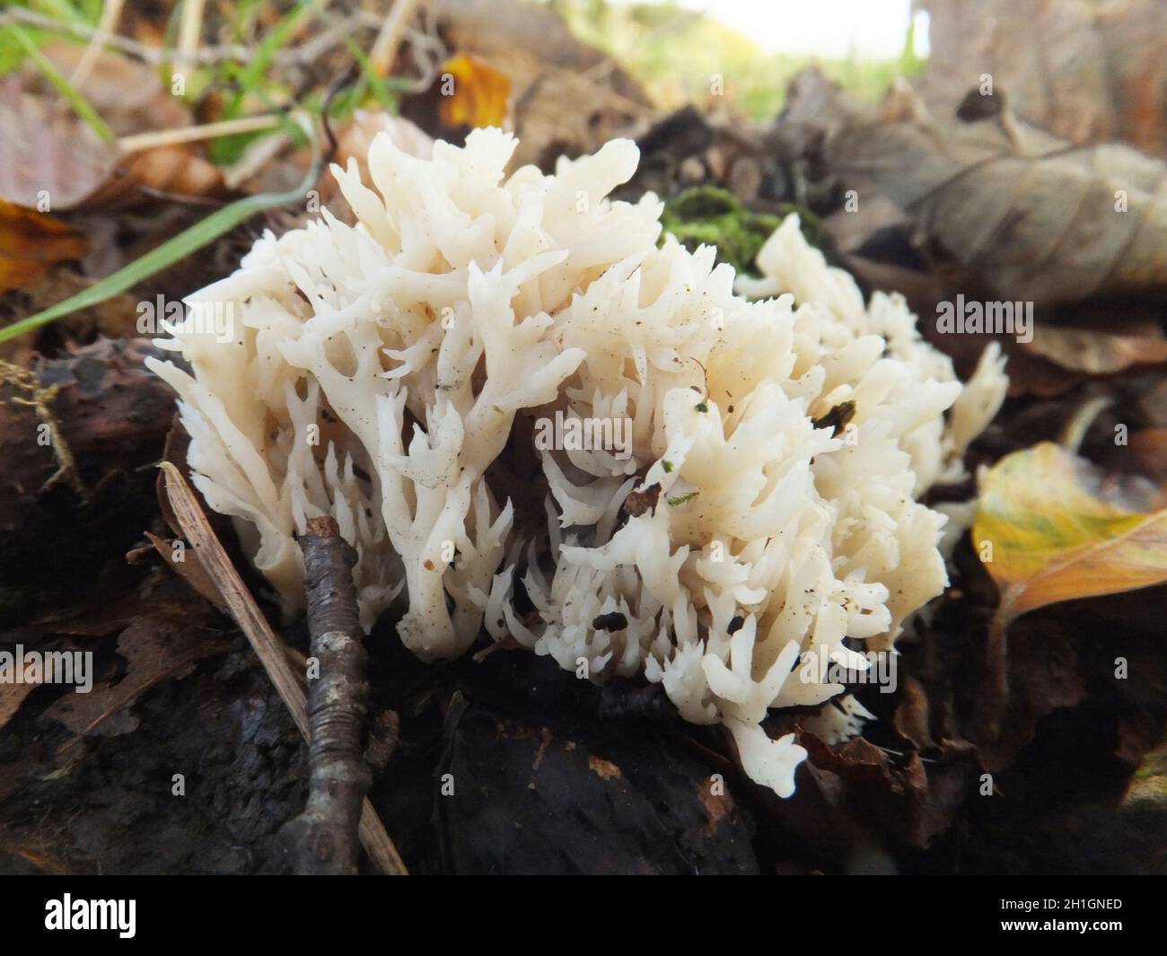 Crested Coral Fungus, 'Clavulina coralloides' corallo ramificato bianco come corpi fruttanti, a foglia larga o conifere Woodlands.Priddy, Mendip Hills, alcuni Foto Stock