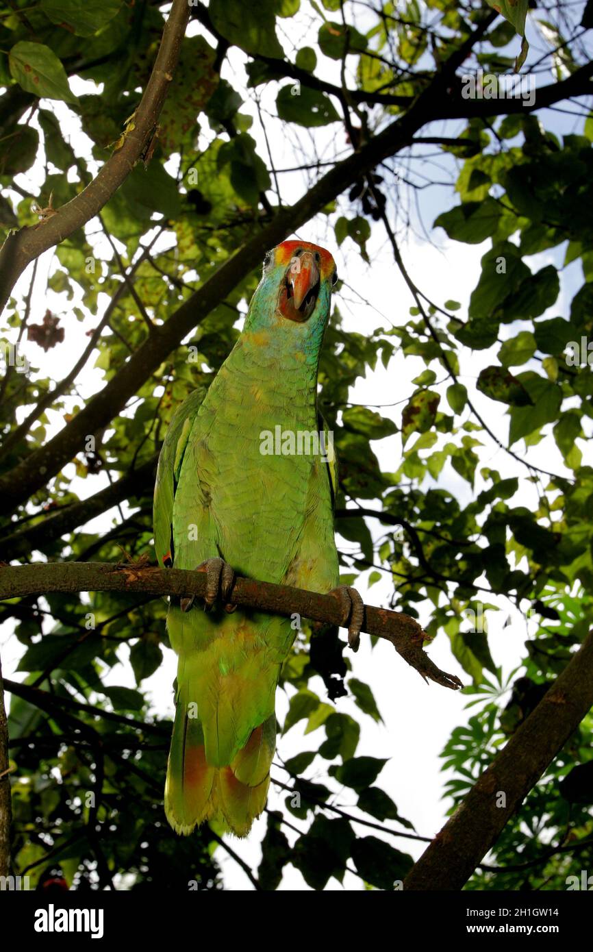 Eunapolis, bahia / brasile - 28 aprile 2011: il pappagallo è visto in un albero da giardino nella città di Eunapolis, nel Bahia meridionale. Foto Stock