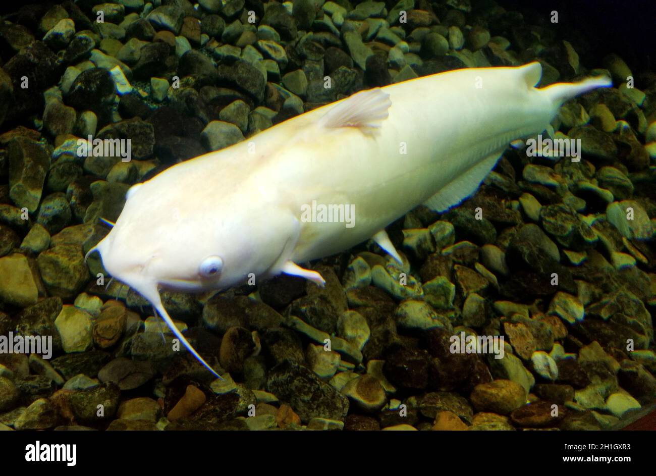 Un pesce gatto albino che nuota sul fondo di un acquario Foto Stock