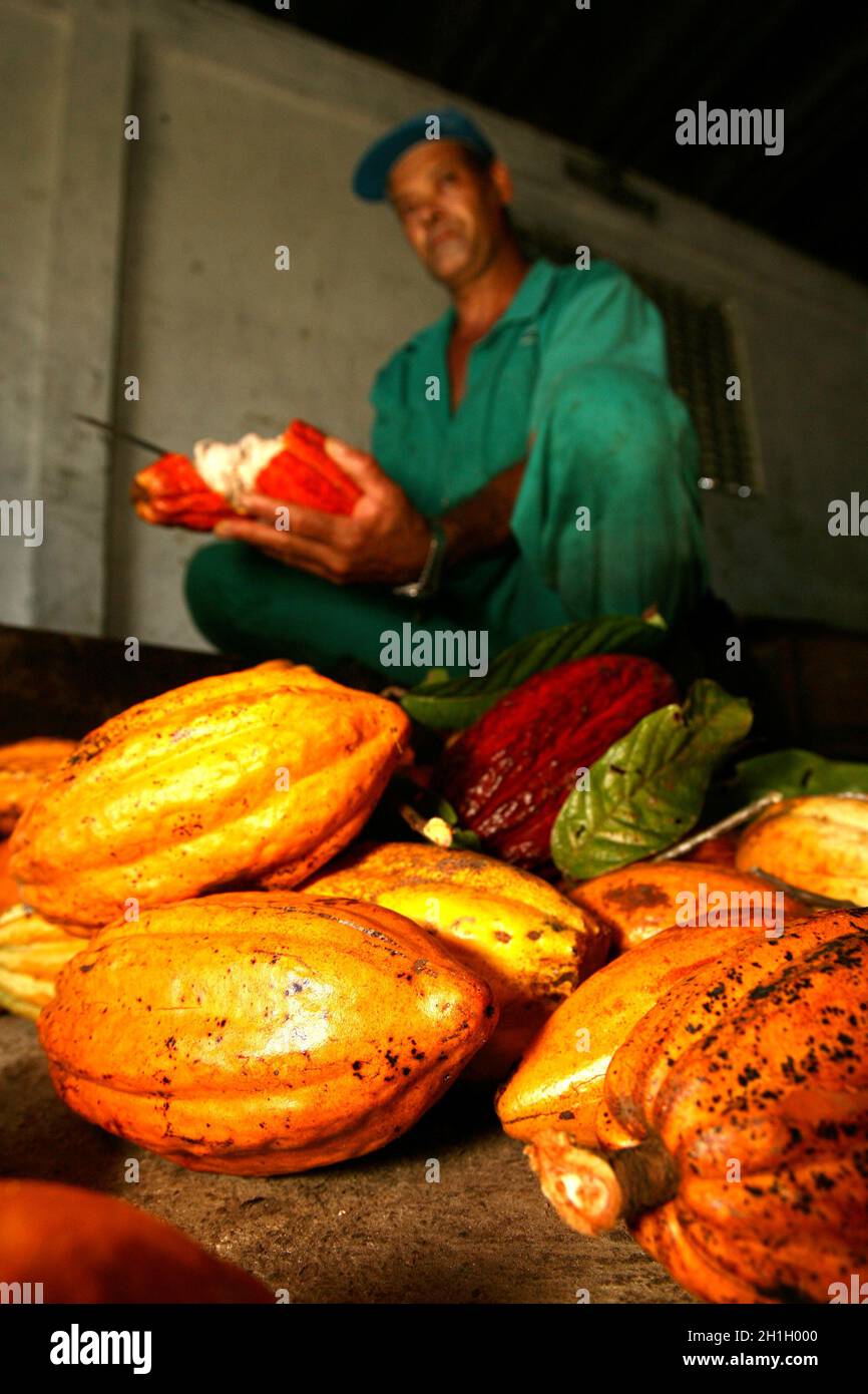 ilheus, bahia / brasile - 21 novembre 2011: i dipendenti di una piantagione di cacao sono visti durante la lavorazione della frutta per la produzione di cioccolato in t Foto Stock