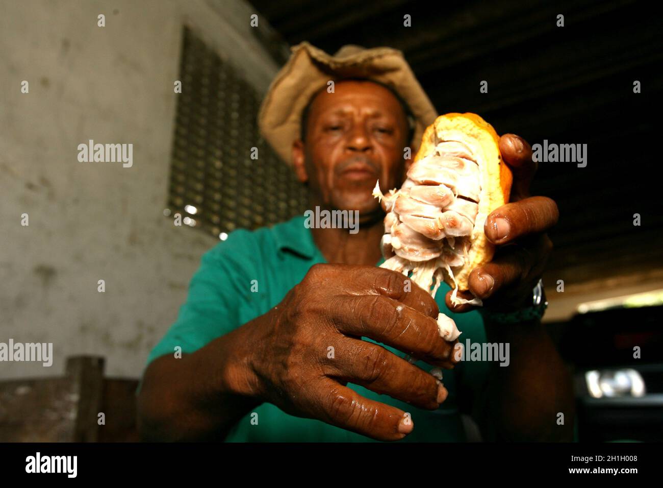 ilheus, bahia / brasile - 21 novembre 2011: i dipendenti di una piantagione di cacao sono visti durante la lavorazione della frutta per la produzione di cioccolato in t Foto Stock