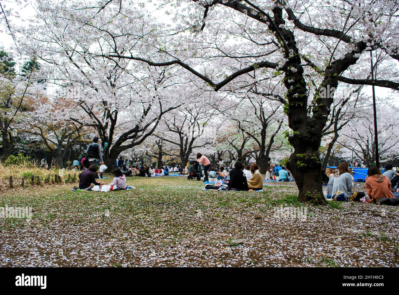 Ci sono circa 700 alberi di ciliegio al Parco Yoyogi, e i visitatori godono di una vista della fioritura dei ciliegi con picnic durante la stagione. Hanami Cherry Blossom Spot Foto Stock