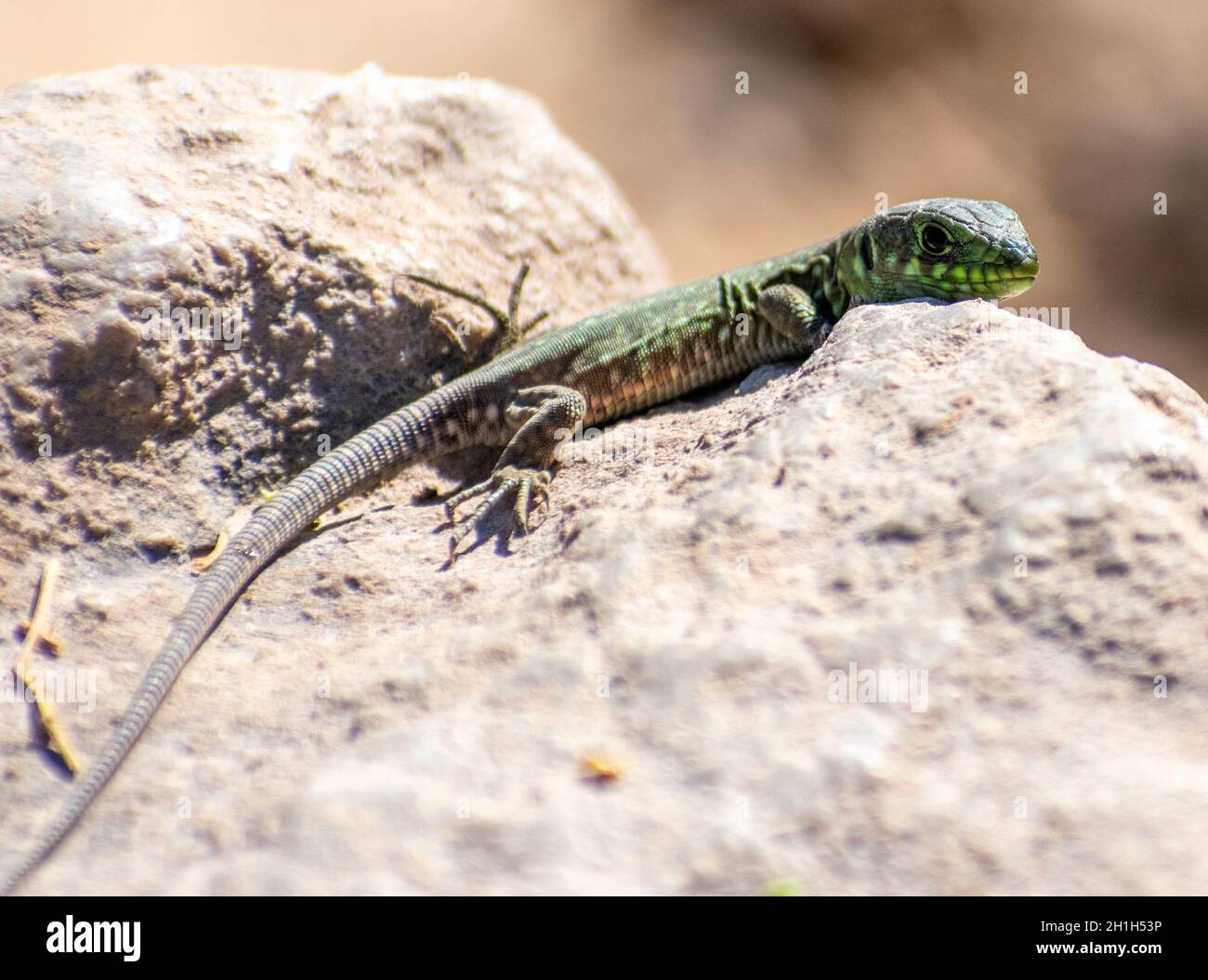 Giovane Timon Pater (North African Ocellated Lizard) che si arrocca su una roccia Foto Stock