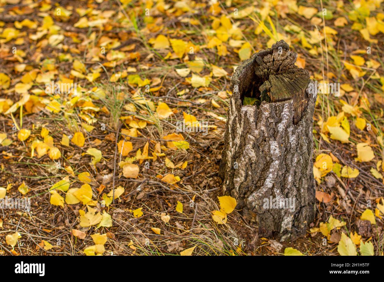 Un vecchio moncone di betulla secca con un semi-nucleo pith su uno sfondo di foglie cadute in autunno. Foto Stock