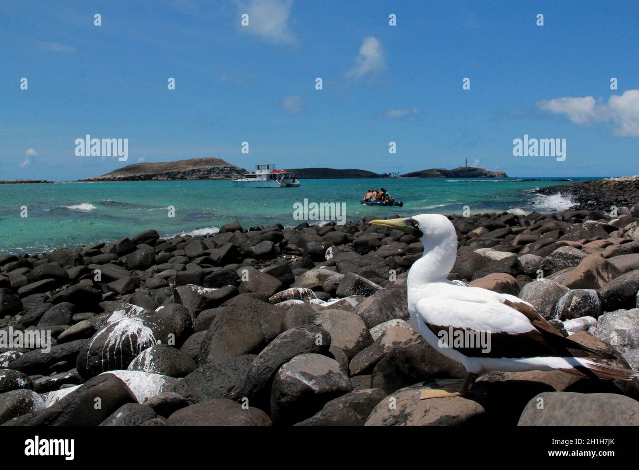 caravelas, bahia / brasile - 22 ottobre 2012: Uccello atoba è visto su un'isola nel Parque Marinho dos Abrolhos nel Bahia meridionale. Foto Stock