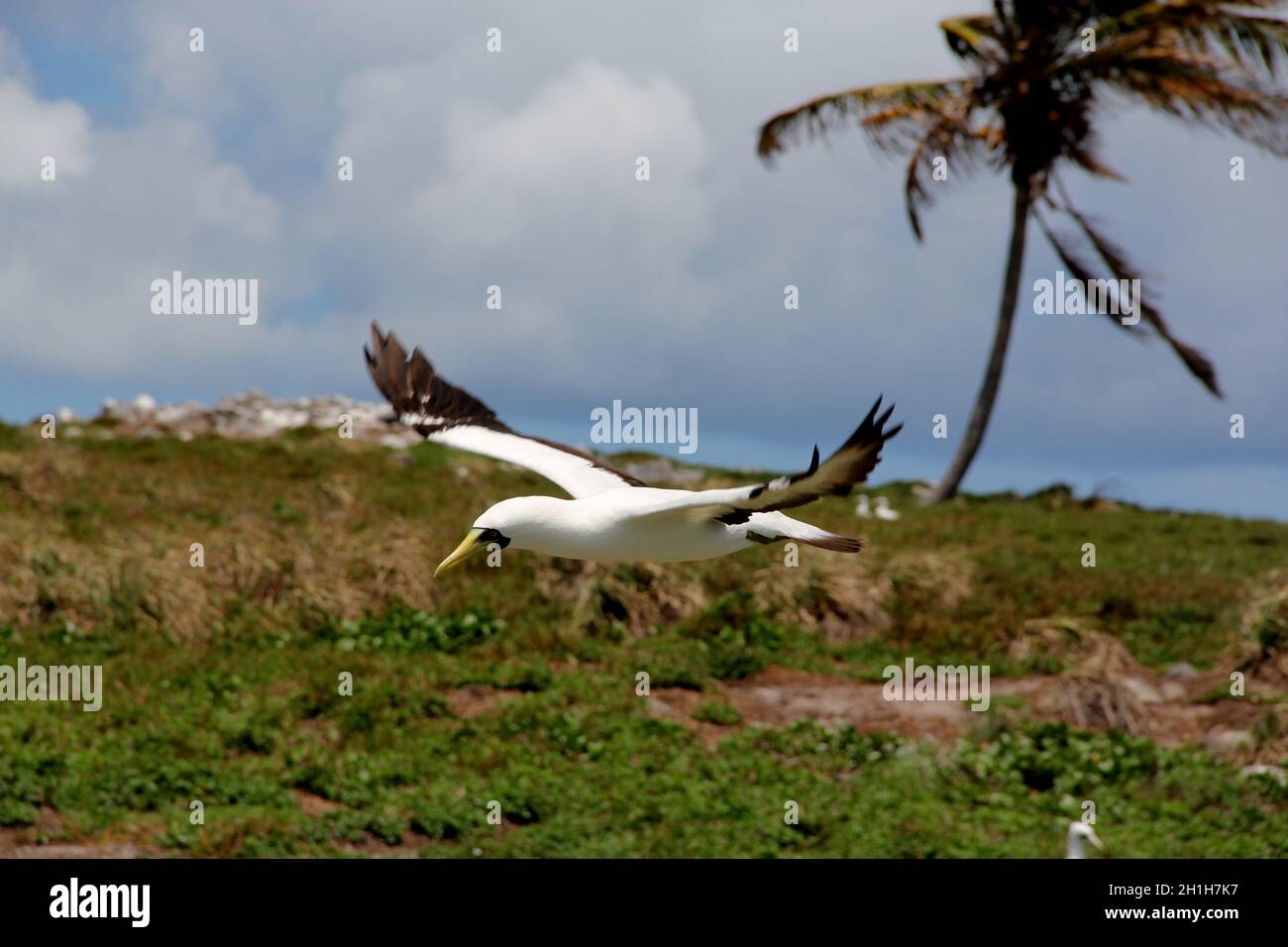 caravelas, bahia / brasile - 22 ottobre 2012: Uccello atoba è visto su un'isola nel Parque Marinho dos Abrolhos nel Bahia meridionale. Foto Stock