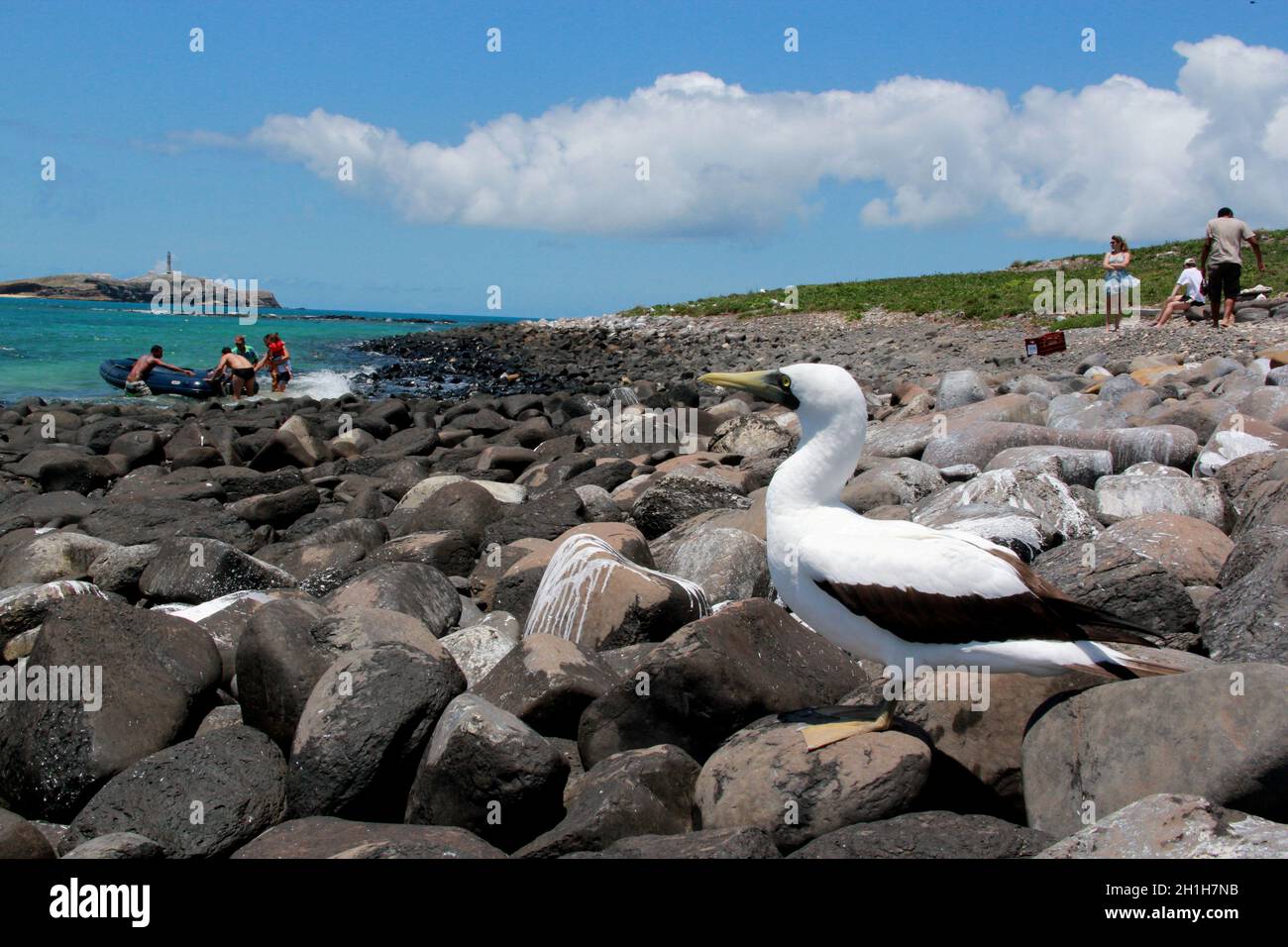 caravelas, bahia / brasile - 22 ottobre 2012: Uccello atoba è visto su un'isola nel Parque Marinho dos Abrolhos nel Bahia meridionale. Foto Stock