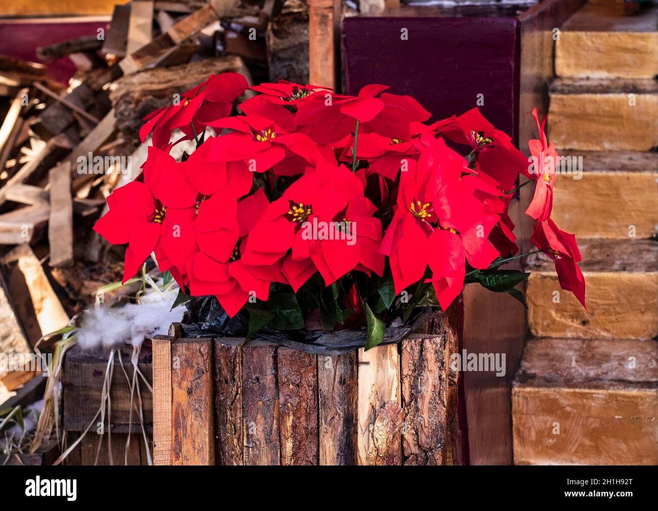 Poinsezia stella di Natale in una pentola fatta di tavole di legno decora il portico di fronte alla casa per Natale e Capodanno. Vendita di piante stagionali Foto Stock