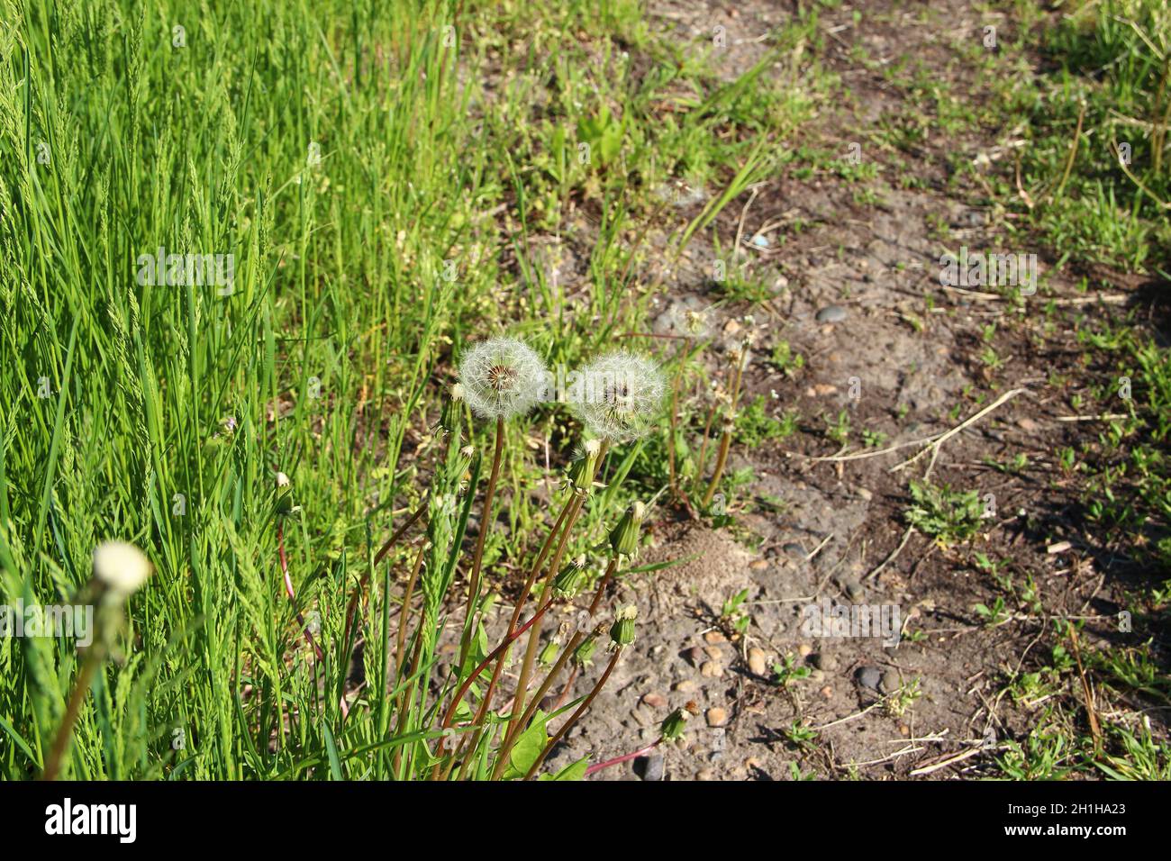 Dandelioni asciutti sullo sfondo di erba Foto Stock