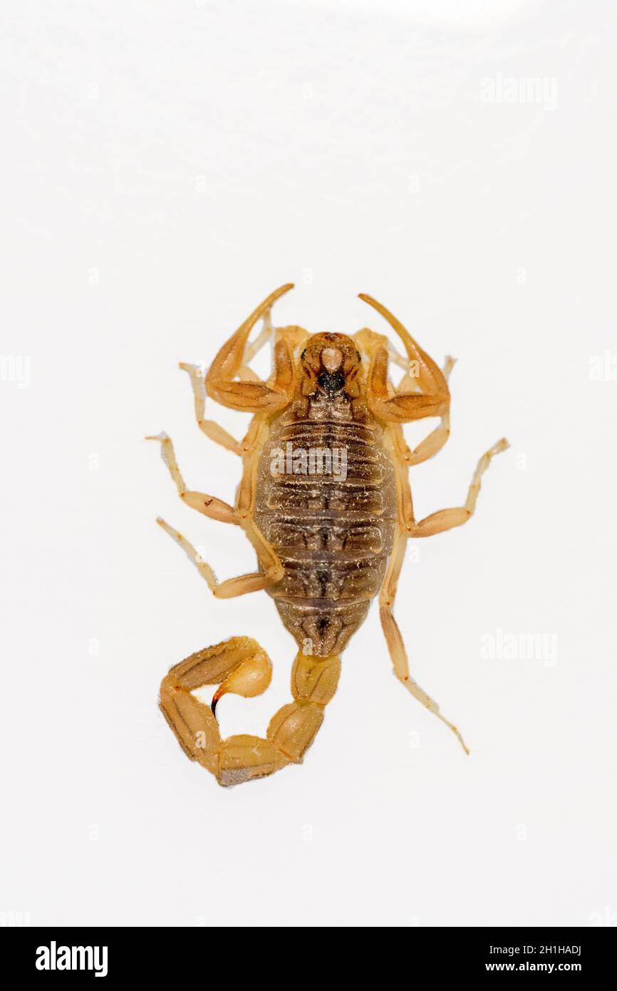 Buthus montanus. Scorpion isolato su sfondo bianco Foto Stock