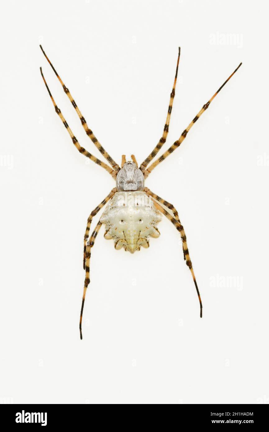Argiope lobata. Spider isolato su uno sfondo naturale Foto Stock
