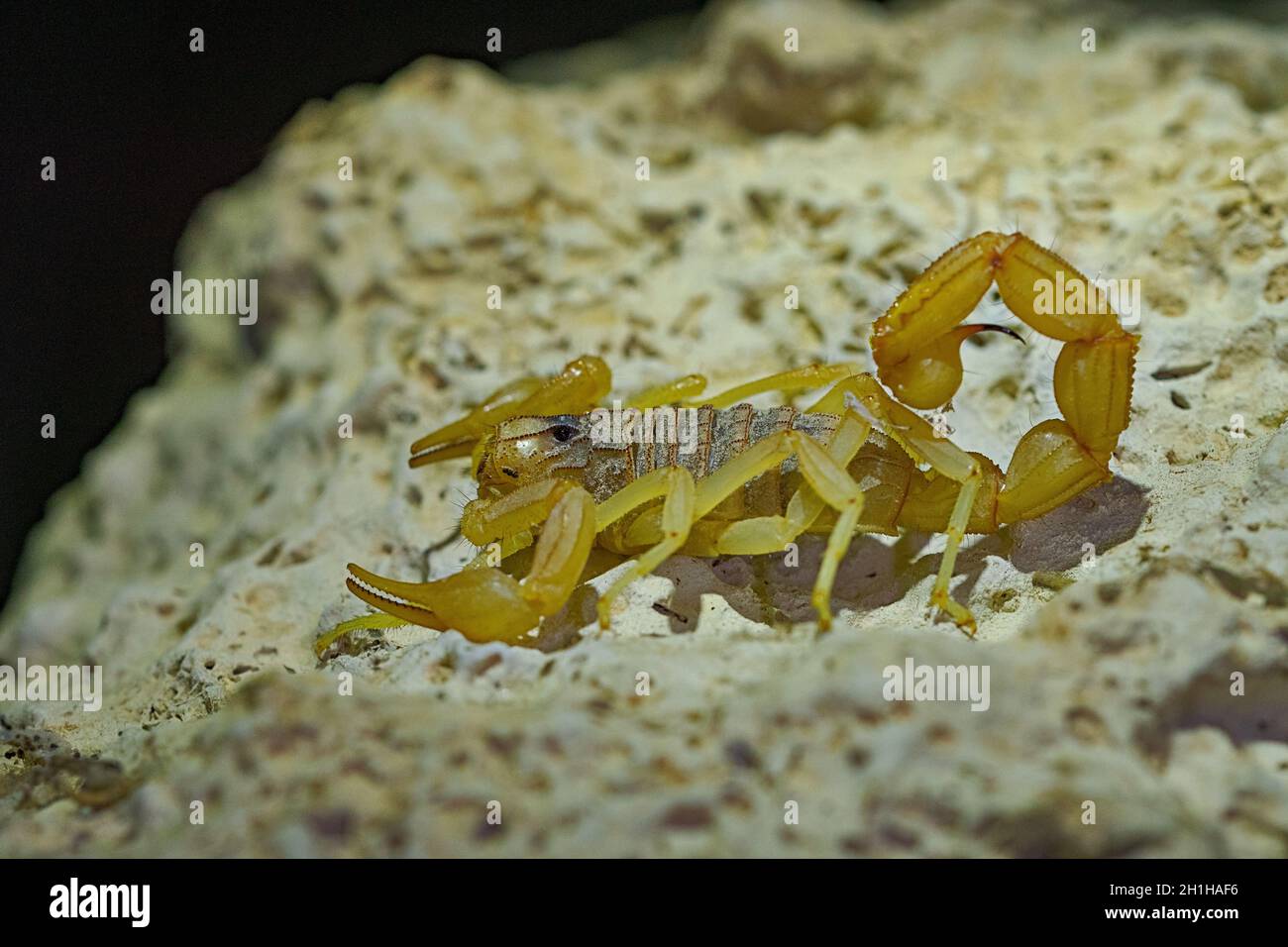 Buthus montanus. Scorpion isolato su sfondo naturale Foto Stock