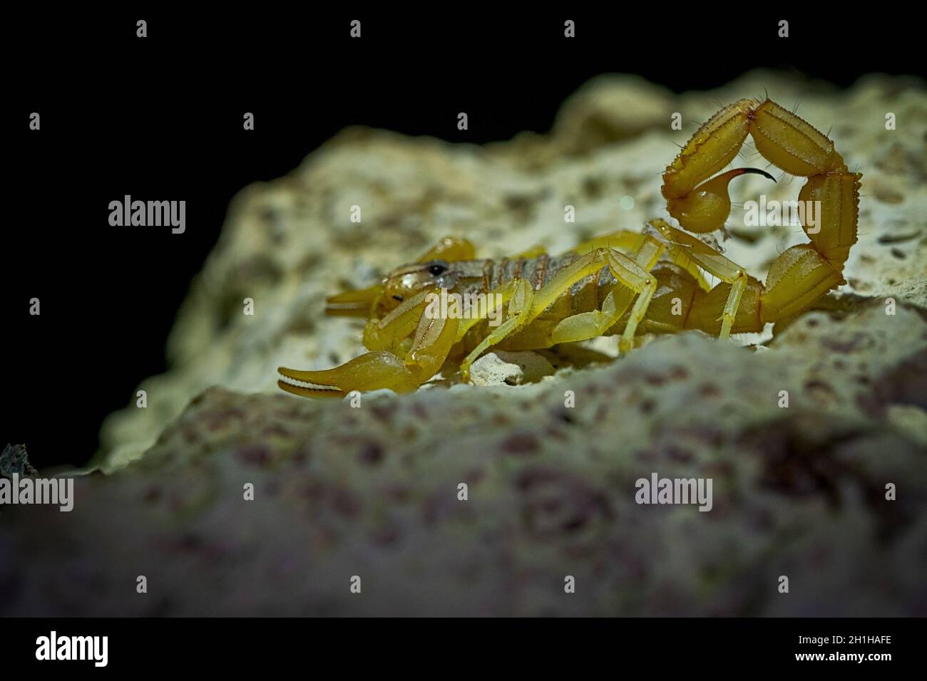 Buthus montanus. Scorpion isolato su sfondo naturale Foto Stock