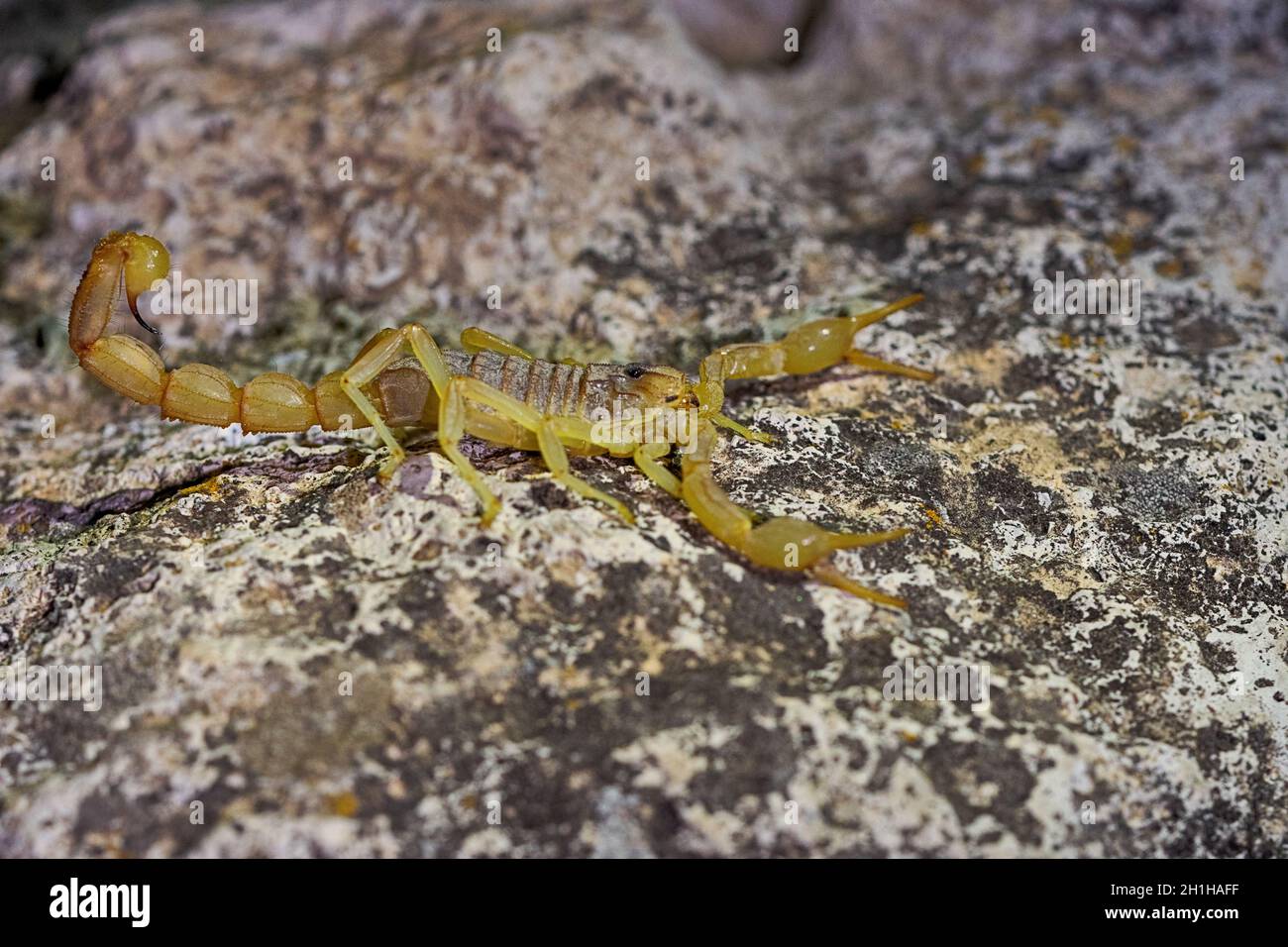 Buthus montanus. Scorpion isolato su sfondo naturale Foto Stock