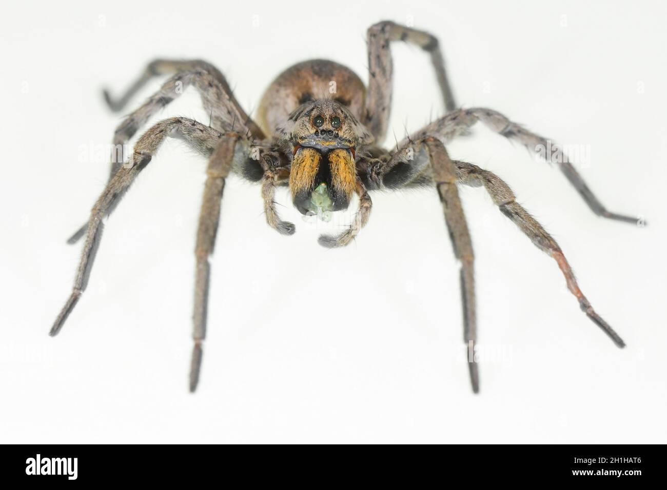 Ragno irradiato di Hogna. Famiglia Lycosidae. Spider isolato su sfondo bianco Foto Stock