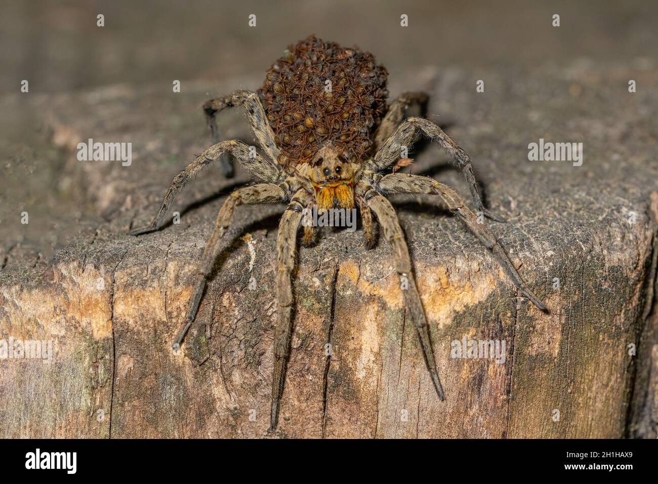 Famiglia Hogna radiata. Lycosidae. Spider isolato nel suo ambiente naturale. Foto Stock