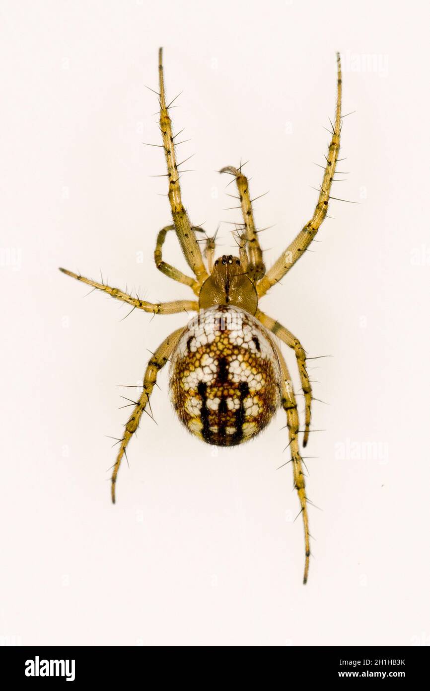 Mangora acalipha. Famiglia Araneidae. Spider isolato su sfondo bianco Foto Stock