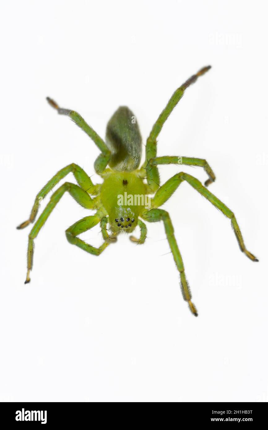 Micrommata ligurina. Famiglia Sparassidae. Spider isolato su sfondo bianco Foto Stock