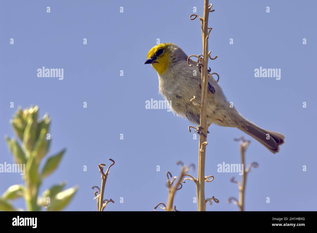 Un Verdin maschio nativo dell'Arizona guardando dal suo persico. Foto Stock