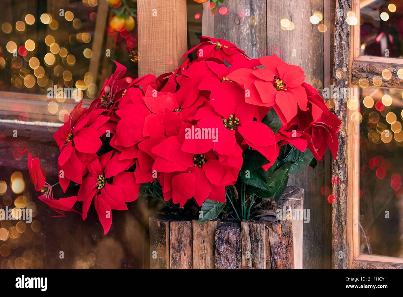 Biglietto festivo con Poinsettia stella di Natale in un vaso di tavole di legno. Decorazione e preparazione per Natale e Capodanno. Vendita di piante stagionali per Foto Stock