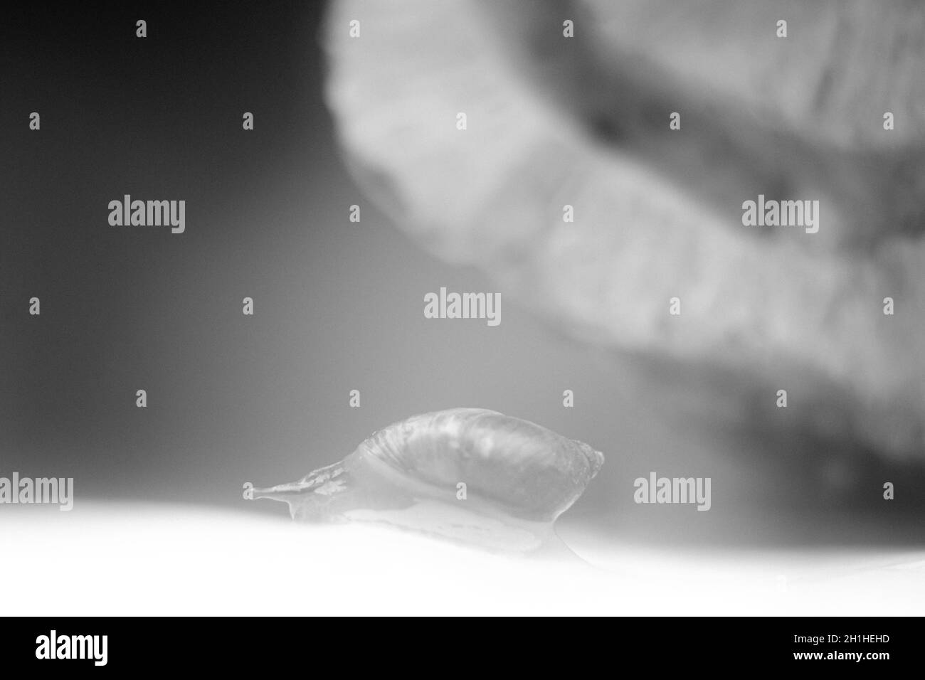 Foto d'arte in bianco e nero di una lumaca strisciante, immagine sgranata Foto Stock