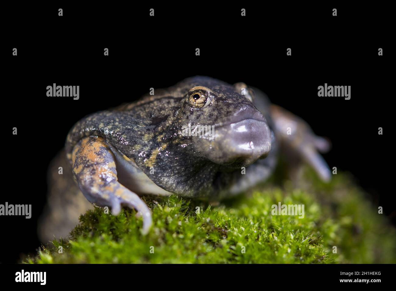 Rana di Burrowing a testa smussata, Glyphoglossus molossus, Thailandia Foto Stock