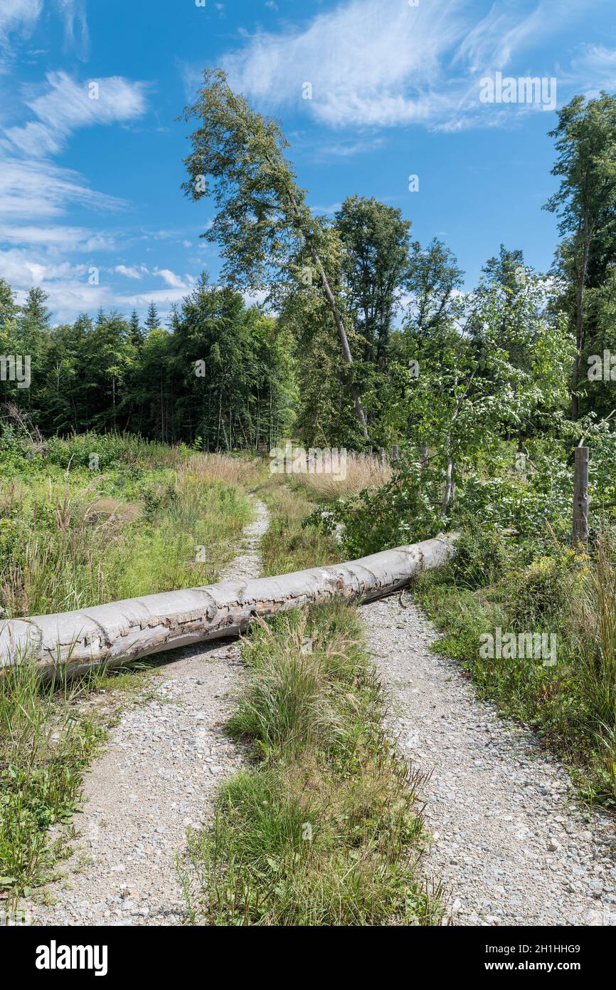 Primo piano di tronco caduto di faggio che blocca la strada sterrata rurale da foresta di abete. Problema in arrivo. Tiglio inclinato pericoloso o albero sdraiato sul percorso. Danni alla natura. Foto Stock