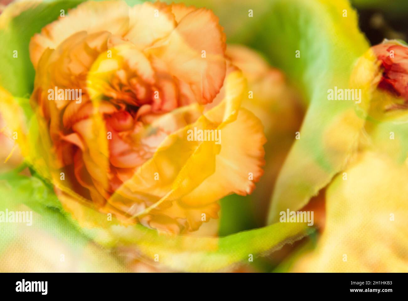 Primo piano di fiore, fiore, germogliare, fiore, multicolore, Astratto Foto Stock