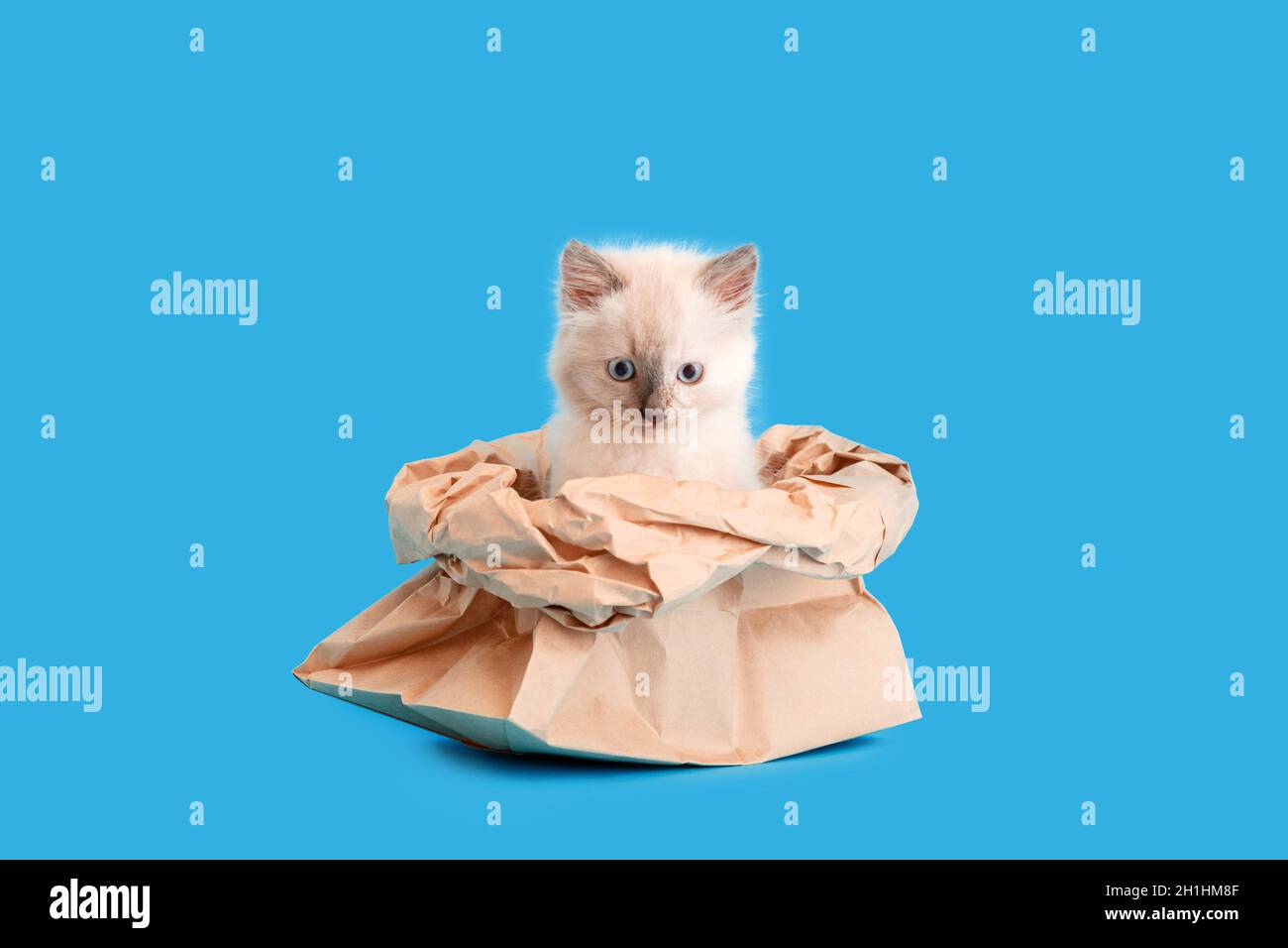 Divertente cucciolo nascosto in sacchetto di carta isolato su sfondo blu con spazio copia. Il gatto bianco bello e soffice sale fuori il sacchetto di consegna del cibo. Scherzo gatto Foto Stock