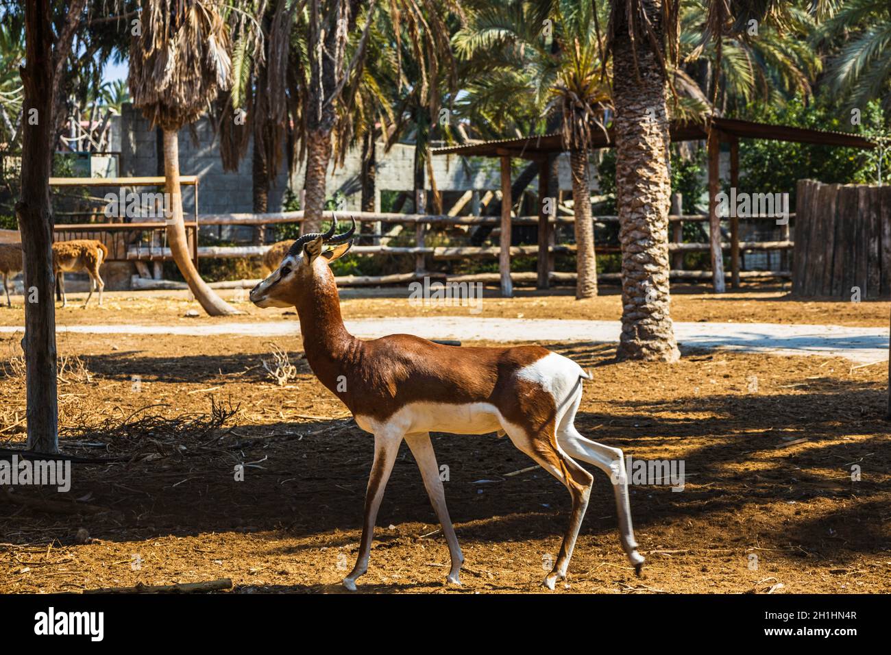 antilope impala nella riserva nazionale Foto Stock